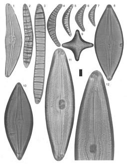 tn_Page18(plate#4-all-extinct-diatoms-excpt-fig2-150dpi-vers) from VanLandingham_2004.jpg